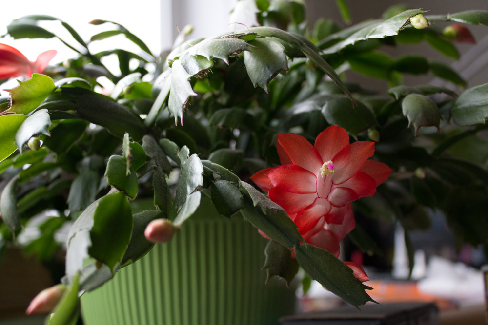 blooming Christmas cactus